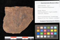 Foto (Objekt + Etikett) von Quercus palaeoilex Ettingshausen (NHMW-GEO-2024-0188-0904)